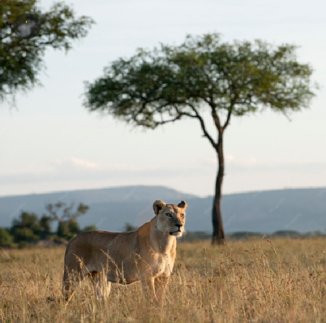 best masai mara travel agent in kolkata